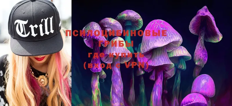 Галлюциногенные грибы Psilocybine cubensis  Гатчина 